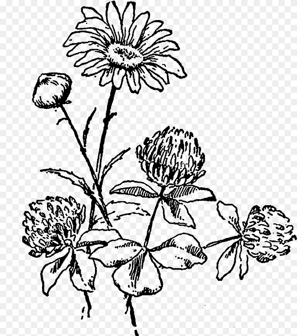 And The Second Wildflower Image Of A Daisy Flower Black And White Wildflower Clipart, Art, Drawing, Person Free Png Download