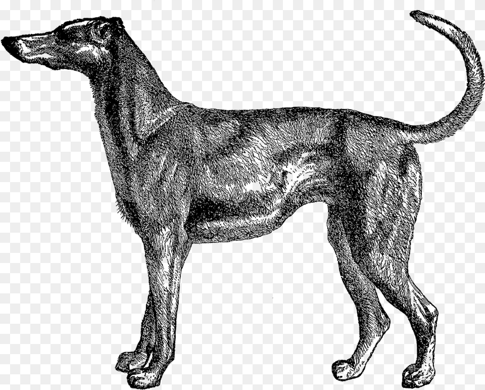 And The Third Dog Image Is Of A Greyhound Dog Old Illustration, Silhouette, Animal, Pointer, Pet Png