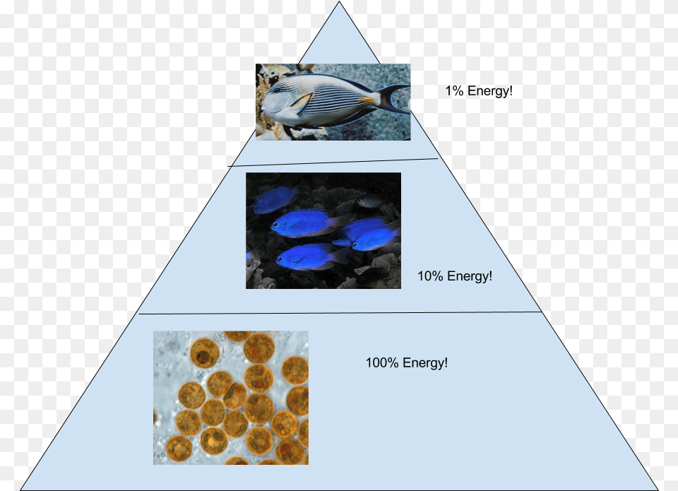 And This Is Our Corresponding Energy Pyramid Ecological Pyramid Coral Reef, Animal, Fish, Sea Life, Surgeonfish Free Png