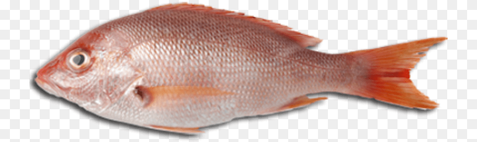 And Transparent Images Pluspng Fish Meat, Animal, Sea Life Png