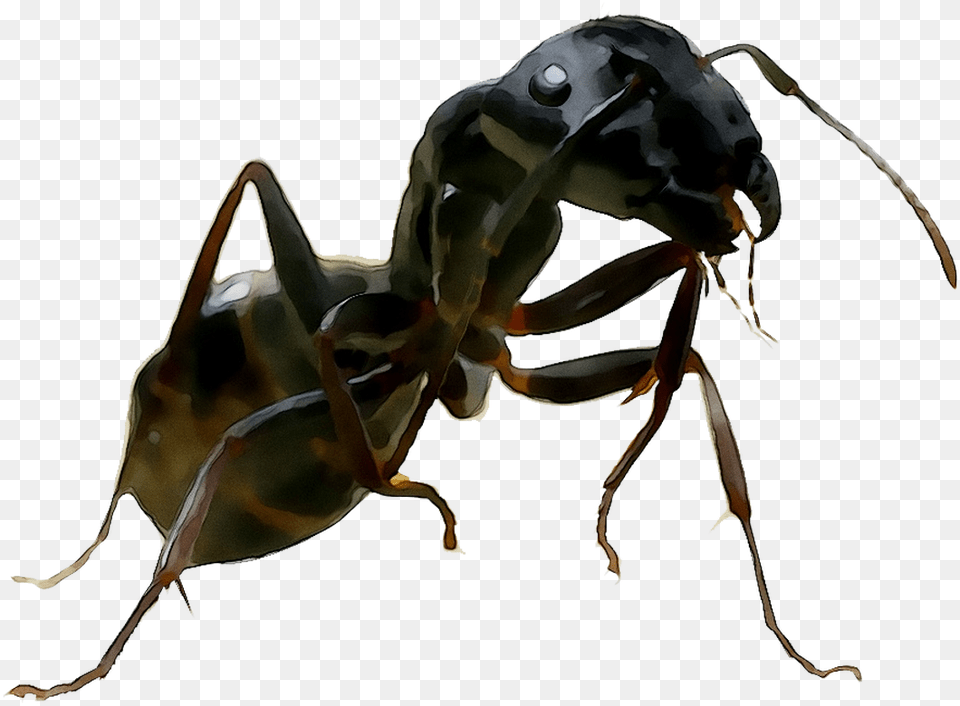 And United Termites Wasp Ants States Of Clipart Carpenter Ant, Animal, Insect, Invertebrate, Adult Png Image