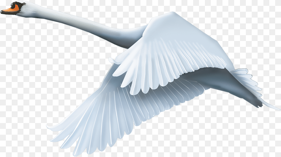 And Use Swan Transparent Image Swan Flying Transparent, Animal, Bird Free Png