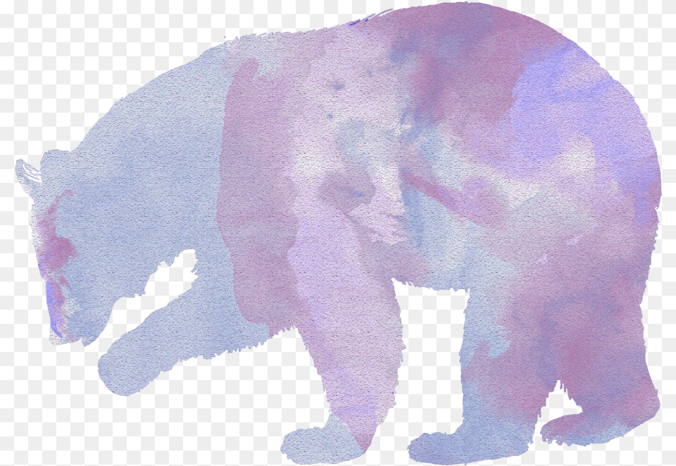 And We Examine The Rise In Human Bear Interactions, Animal, Baby, Mammal, Person Png Image