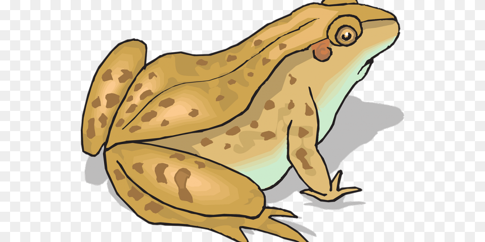 And X Carwad Net Toad Clipart, Amphibian, Animal, Frog, Wildlife Free Png