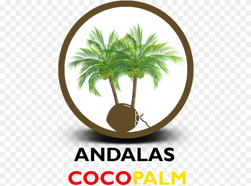 Andalas Coco Palm Fresh, Palm Tree, Plant, Tree, Advertisement Png Image