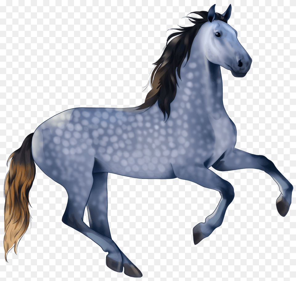 Andalusian Horse Clipart, Animal, Mammal, Colt Horse, Andalusian Horse Free Transparent Png