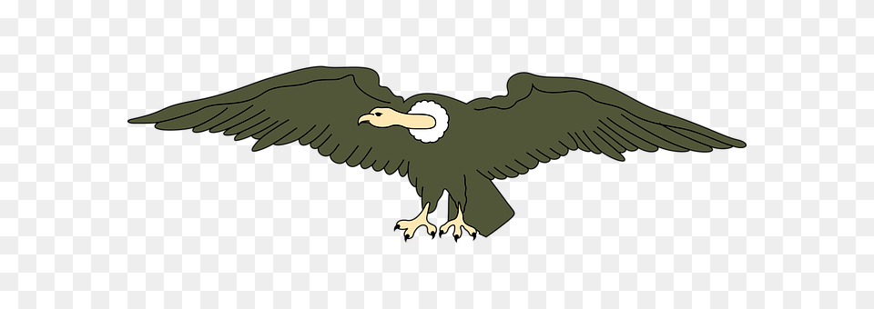 Andean Animal, Bird, Vulture, Beak Png Image