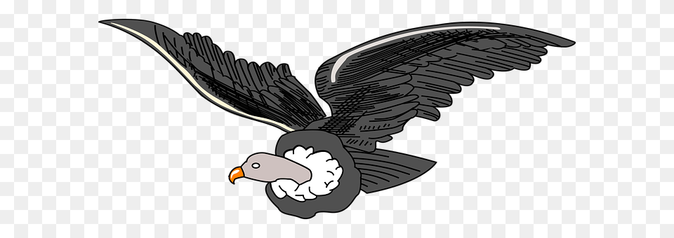 Andean Animal, Bird, Vulture, Beak Png