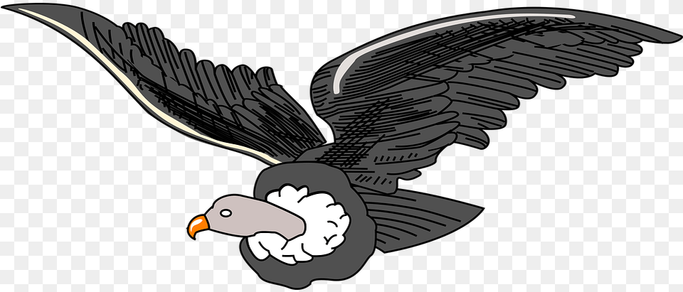Andean Animal Bird Vector Graphic On Pixabay Ecuador Coat Of Arms, Beak, Vulture, Flying, Condor Free Transparent Png