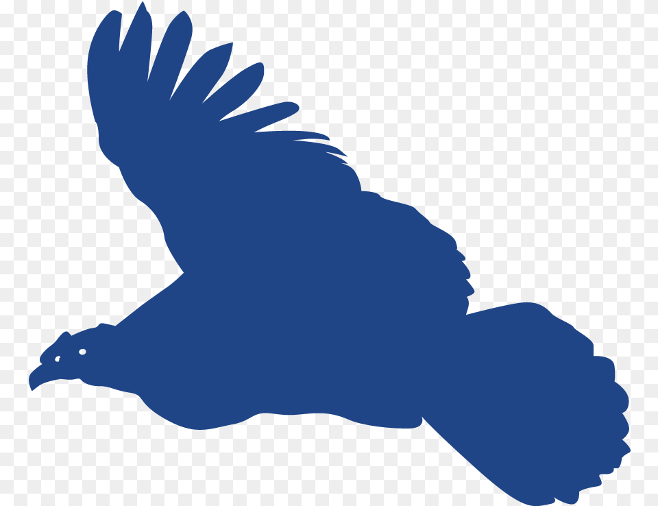 Andean Condor Gold Sponsor Illustration, Animal, Bird, Vulture, Baby Free Transparent Png