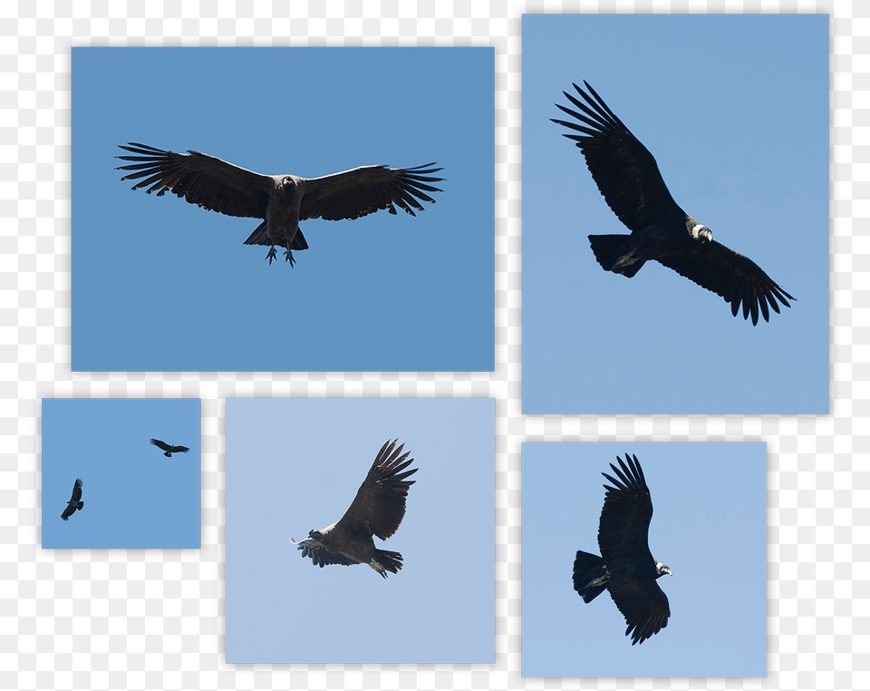 Andean Condor Summary Hawk, Animal, Bird, Flying, Vulture Png