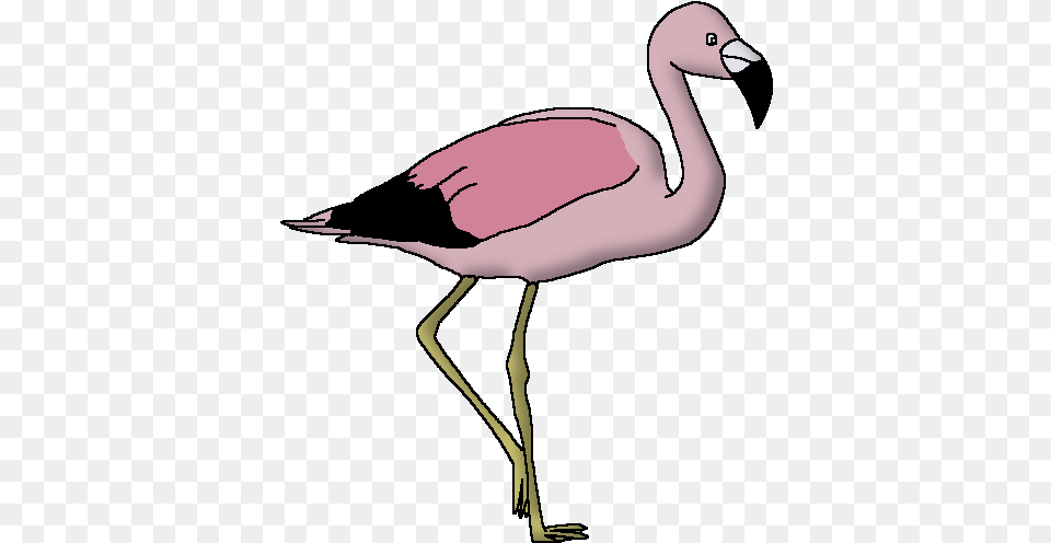 Andean Flamingo U0026 Flamingopng Transparent Animal Pedia Wiki Fandom, Bird Free Png