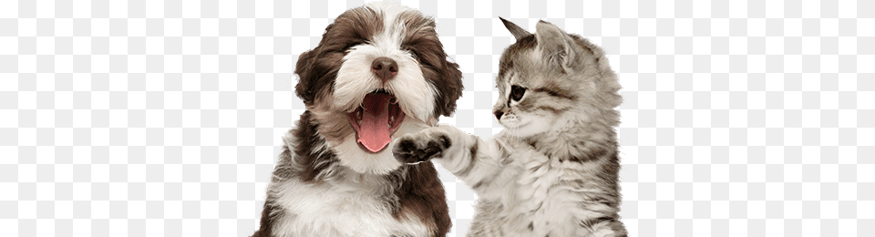 Anderton Pet Sitters And Dog Walking Wine Kitty, Animal, Canine, Mammal, Cat Png Image