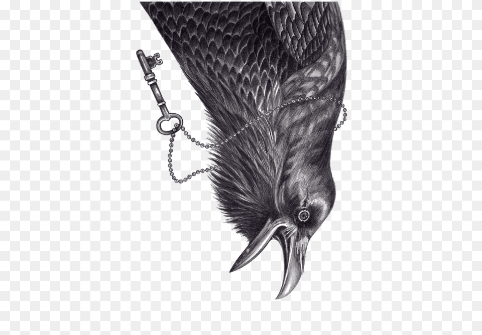 Andrea Hrnjak From Collaboration With Kultprit Common Raven, Animal, Beak, Bird, Blackbird Free Transparent Png