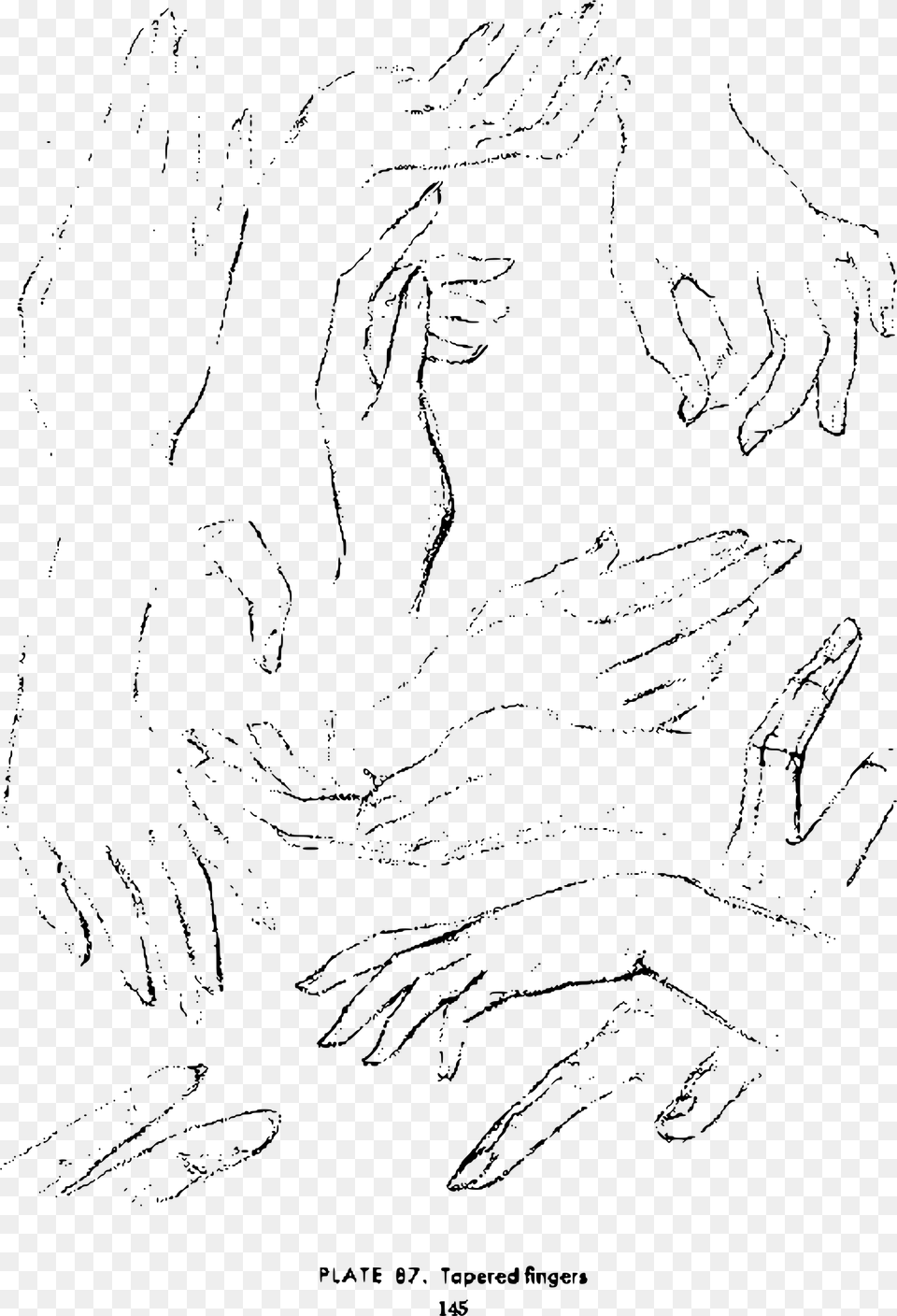 Andrew Loomis Drawing The Head And Hands 132 Clip Arts Line Art, Gray Free Png
