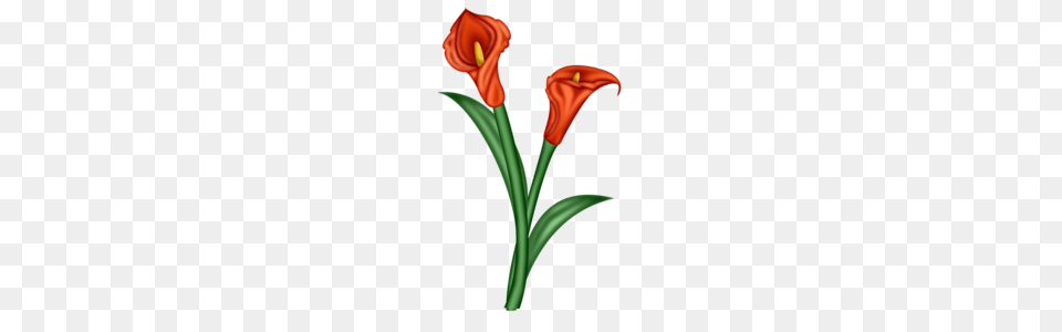 Andy Video Calla Na Iandeks Fotkakh Flowers, Flower, Plant, Smoke Pipe, Petal Free Png