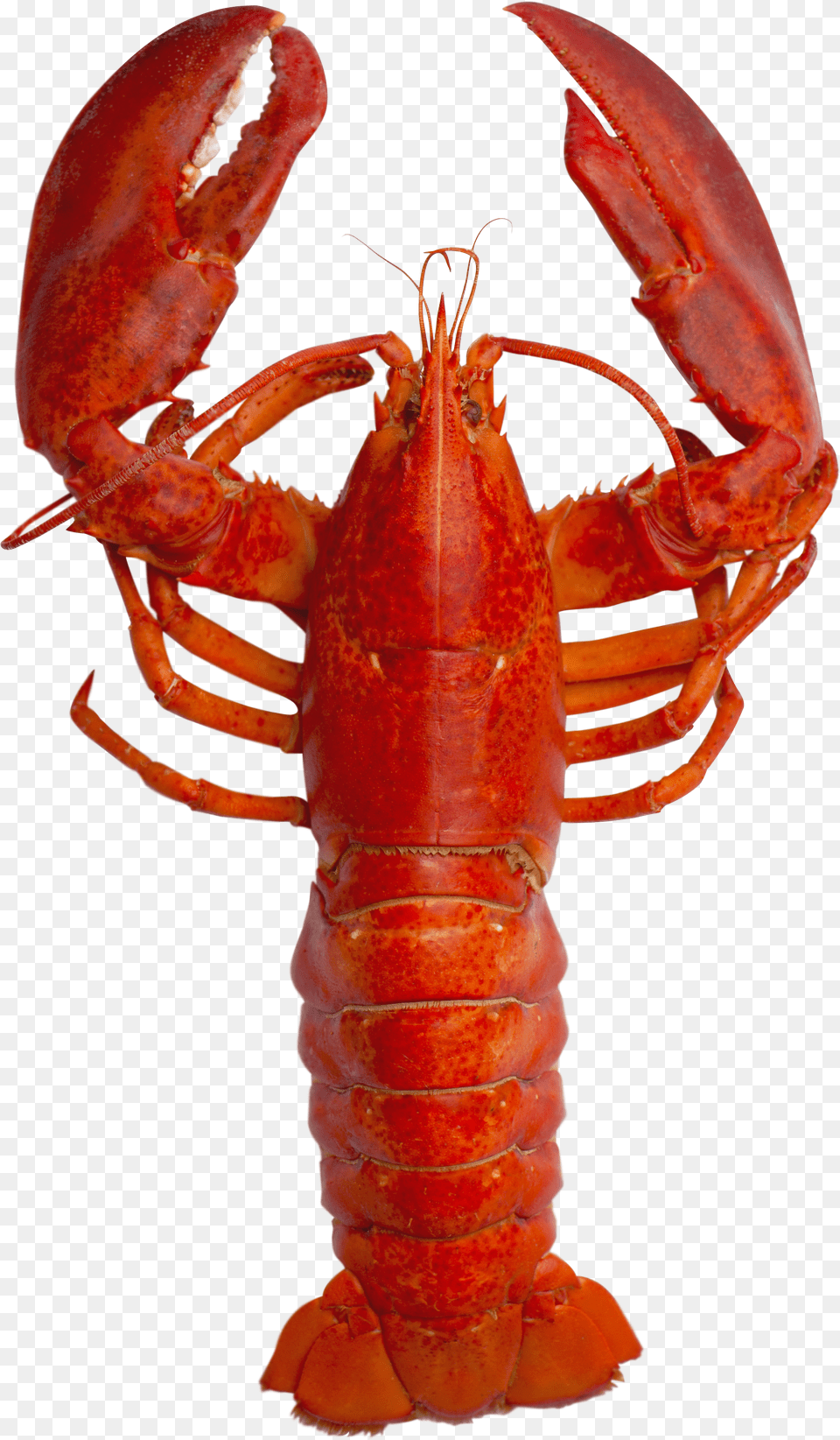 Andy Warhol Lobster Pop Art Background Lobster Free Transparent Png