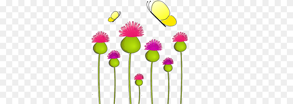 Anemone Daisy, Flower, Petal, Plant Free Transparent Png