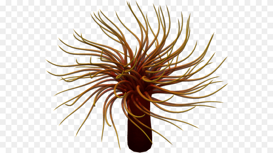 Anemone 3 Anemonae, Animal, Invertebrate, Sea Anemone, Sea Life Png Image