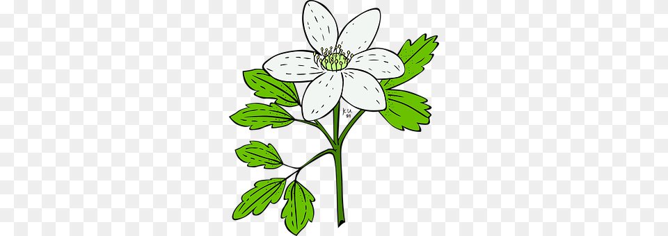 Anemone Plant, Flower, Anther, Geranium Png Image