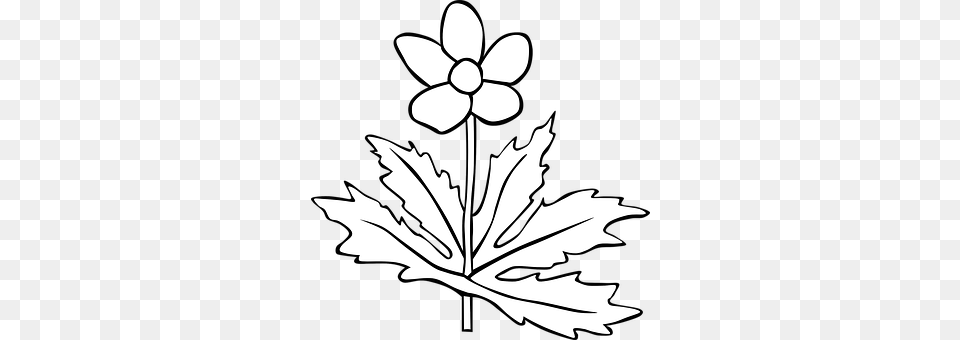 Anemone Leaf, Plant, Stencil, Flower Png Image