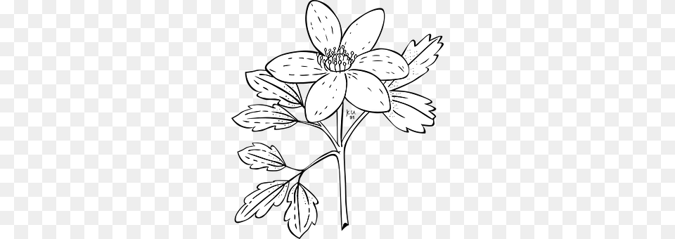 Anemone Art, Drawing, Flower, Plant Png