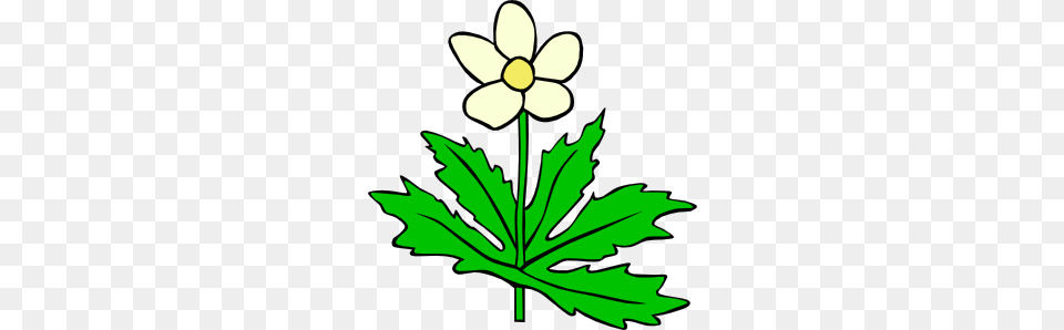 Anemone Canadensis Flower Clip Art, Plant, Leaf, Daisy, Fish Png