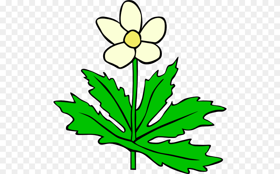 Anemone Canadensis Flower Clip Art Vector 4vector Flower Of Plant Clipart, Leaf, Daisy, Fish, Animal Free Png Download