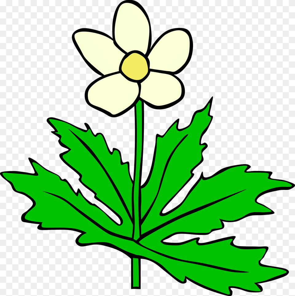 Anemone Clipart, Flower, Leaf, Plant, Geranium Png