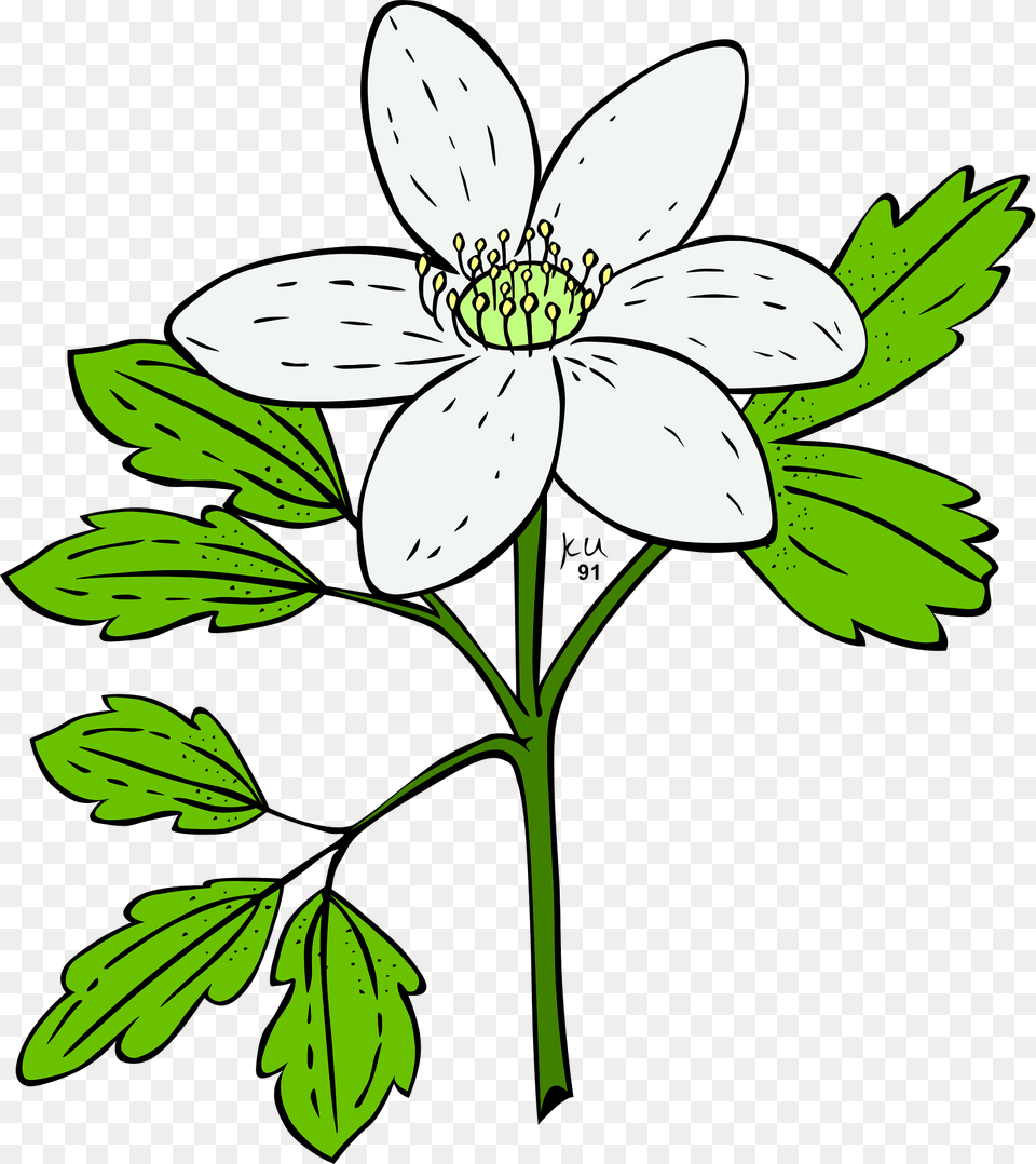 Anemone Clipart, Flower, Plant, Anther, Daisy Png Image