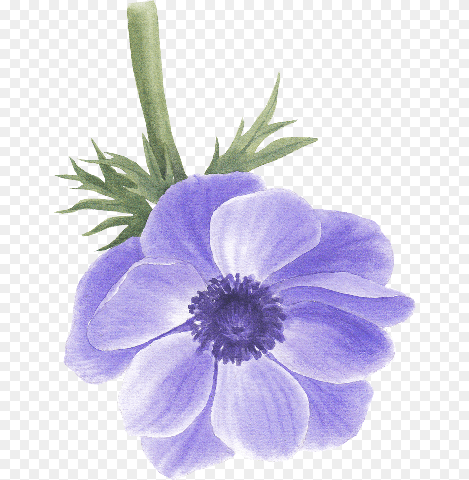 Anemone Flower Artificial Flower, Plant, Anther, Petal, Geranium Free Transparent Png