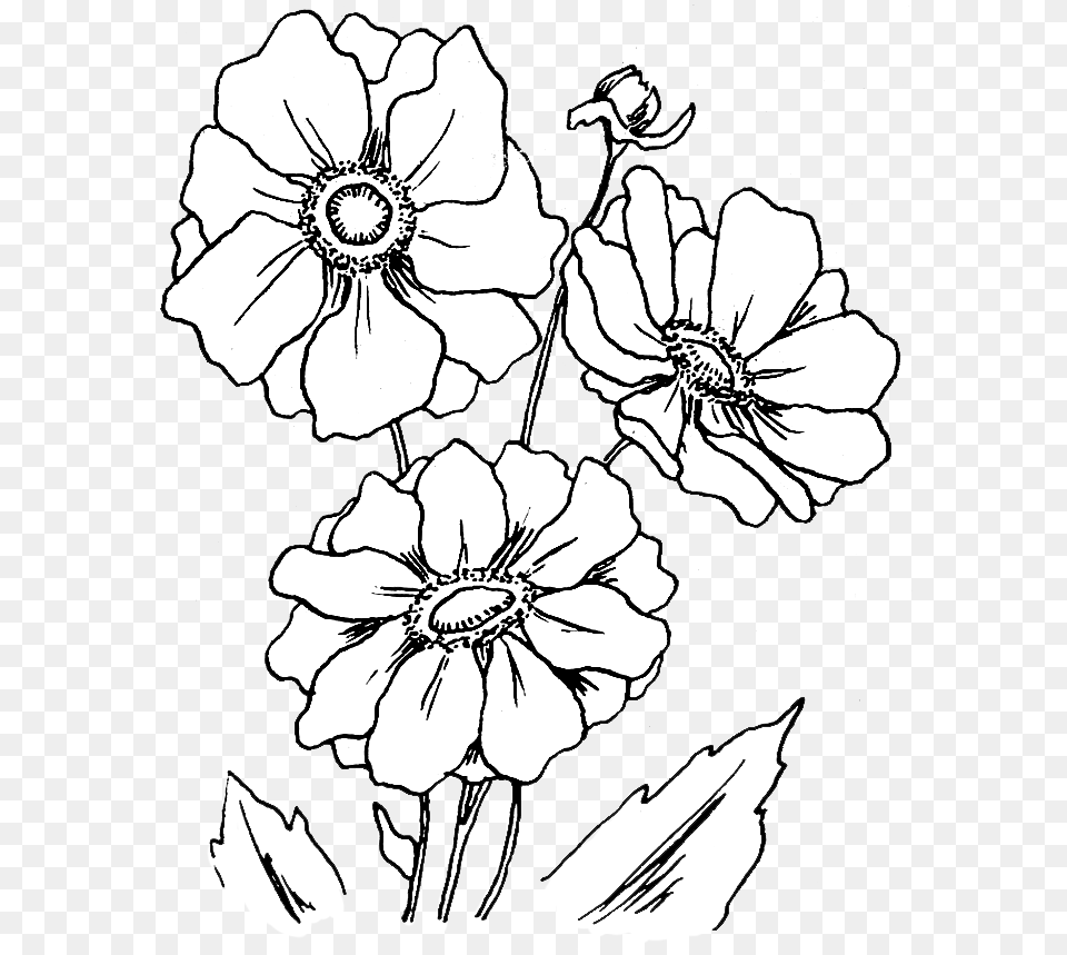 Anemone Flower Coloring, Art, Plant, Drawing, Daisy Free Transparent Png