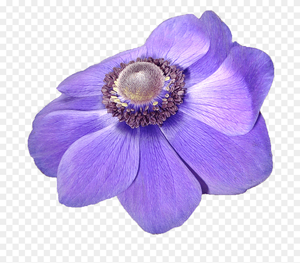 Anemone Flower Violet Photo On Pixabay Flor Violeta, Plant, Petal, Geranium, Pollen Png Image
