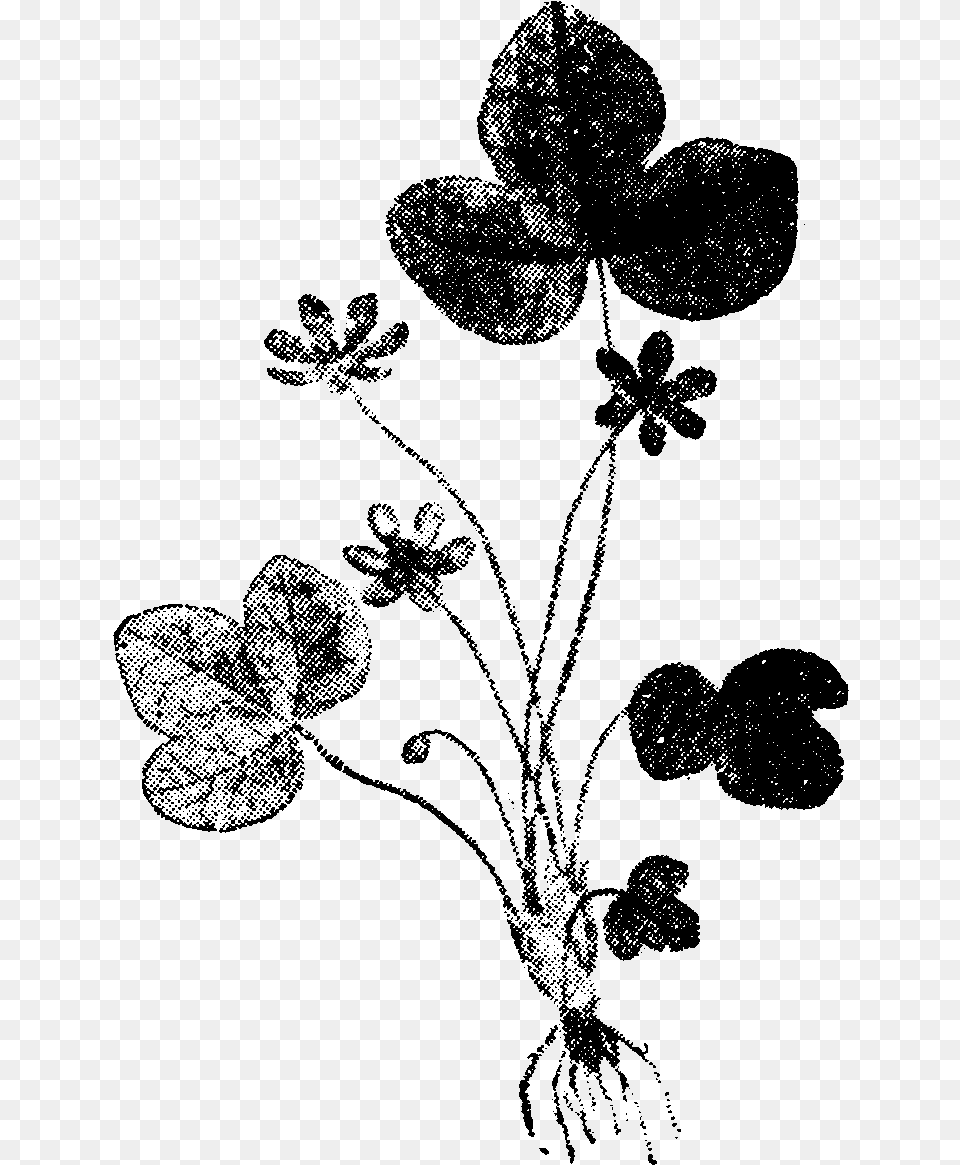 Anemone Hepatica Nordisk Caesalpinia, Art, Leaf, Plant, Drawing Free Png