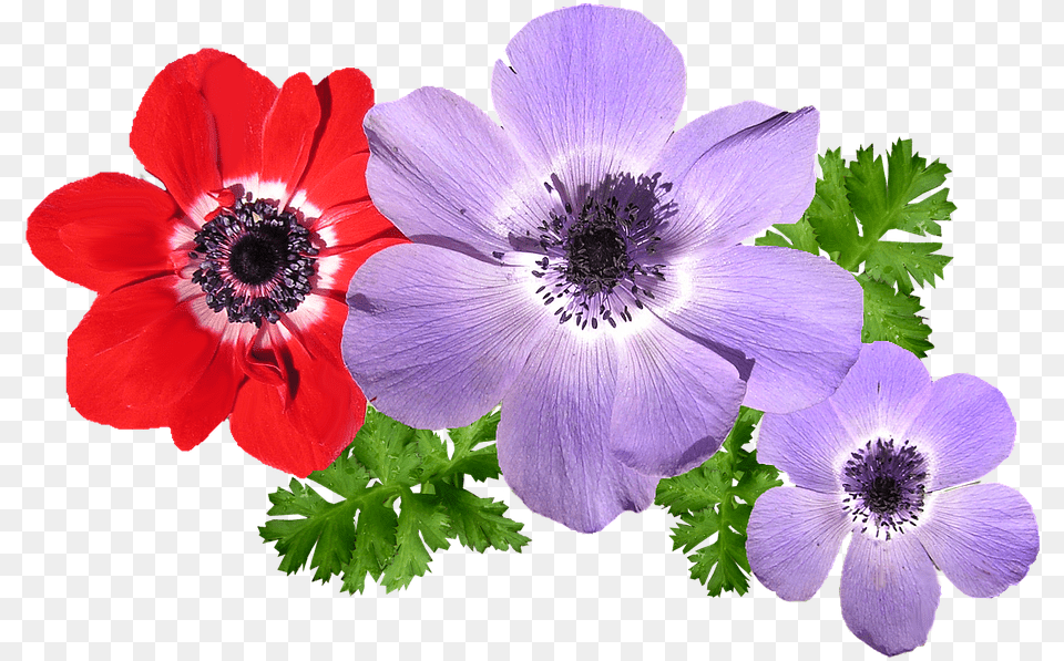 Anemone Mixed Flowers Anemone Flower, Geranium, Plant Free Png Download