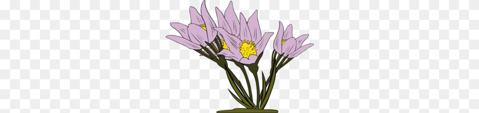 Anemone Patens Clip Art, Anther, Flower, Plant, Daisy Free Transparent Png