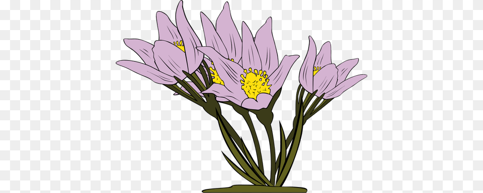 Anemone Patens Plant Vector, Anther, Daisy, Flower, Petal Png Image