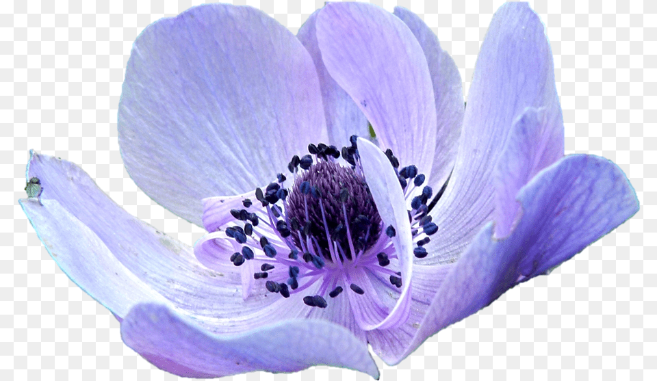 Anemone Purple Flower Anemone, Anther, Petal, Plant, Pollen Free Png Download