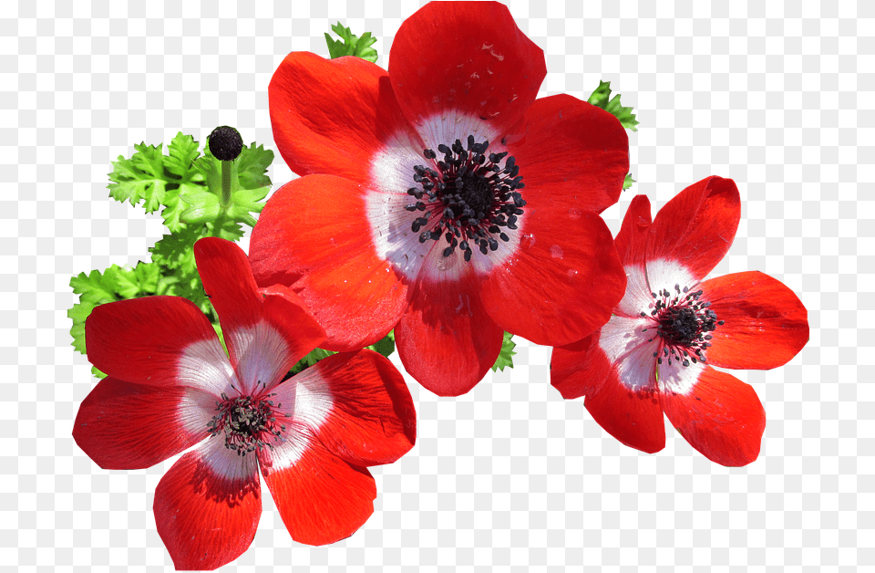 Anemone Red Cut Out Anemone Flower Red, Geranium, Plant, Pollen Free Png