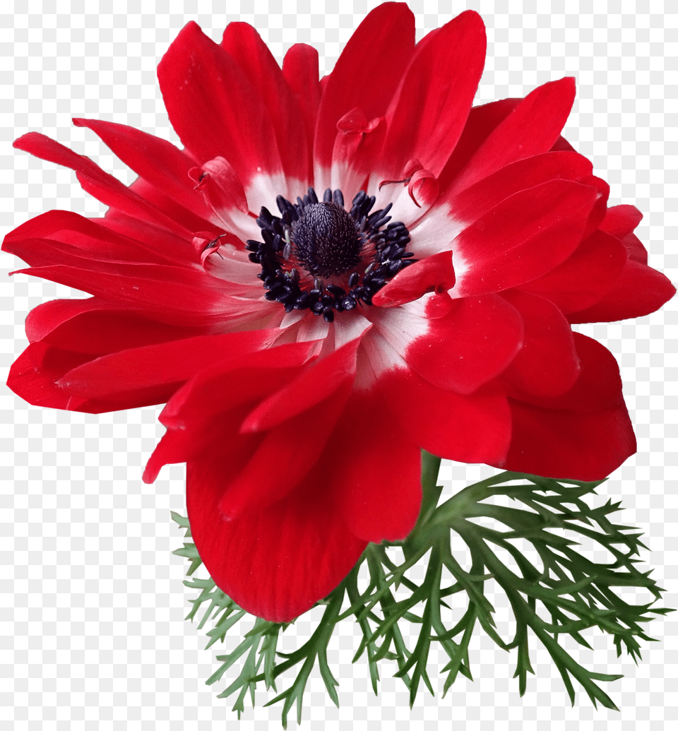 Anemone Red Flower Plant Garden African Daisy, Pollen, Petal, Dahlia, Anther Free Png Download