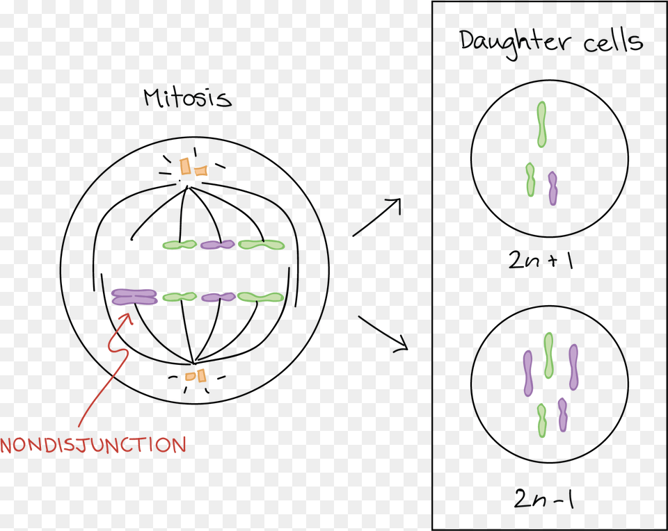 Aneuploidy Amp Chromosomal Rearrangements Labeled Diagram Of Meiosis, Blackboard Free Png