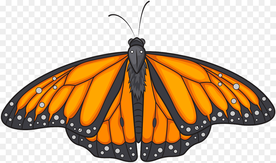 Angangueo, Animal, Butterfly, Insect, Invertebrate Free Transparent Png