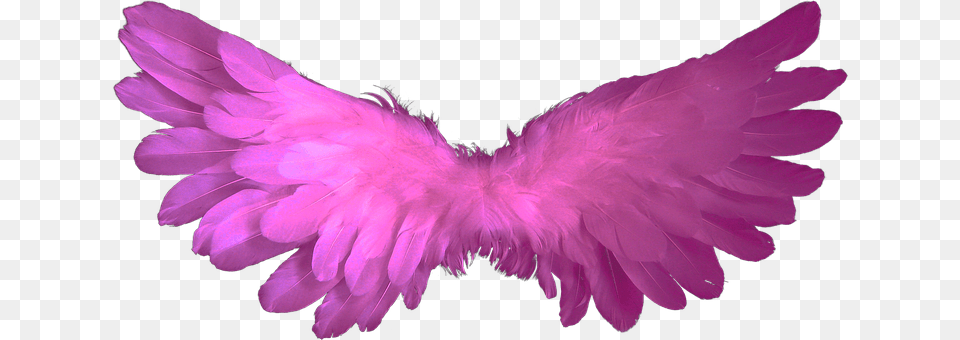 Angel Accessories, Purple, Feather Boa, Baby Free Png Download