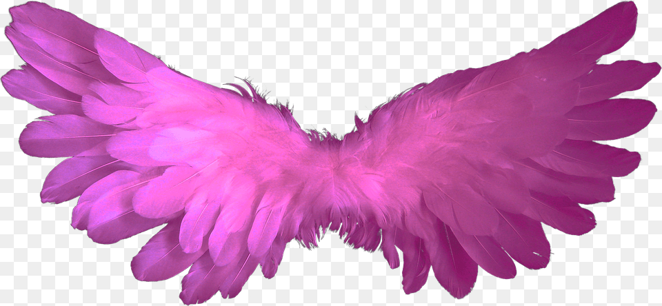 Angel Accessories, Purple, Feather Boa, Plant Free Transparent Png
