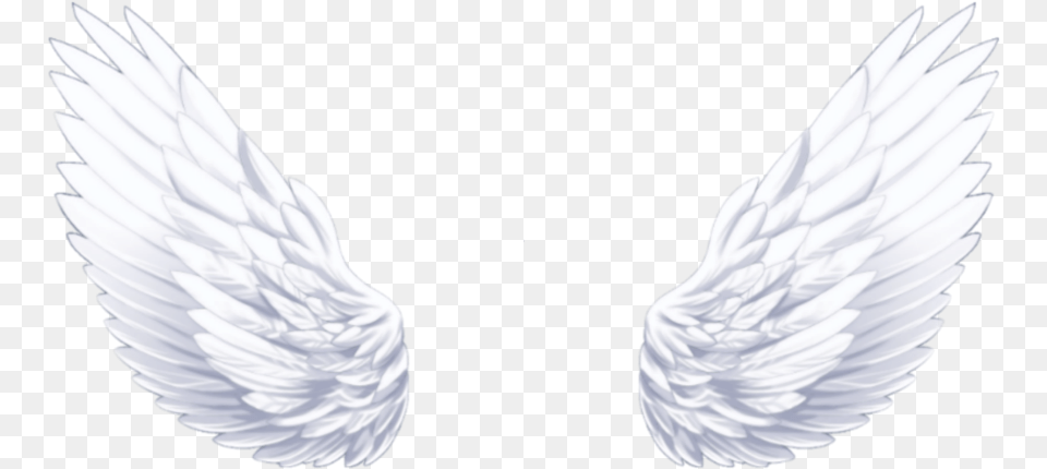 Angel Angelwings Close Up, Animal, Bird Free Transparent Png