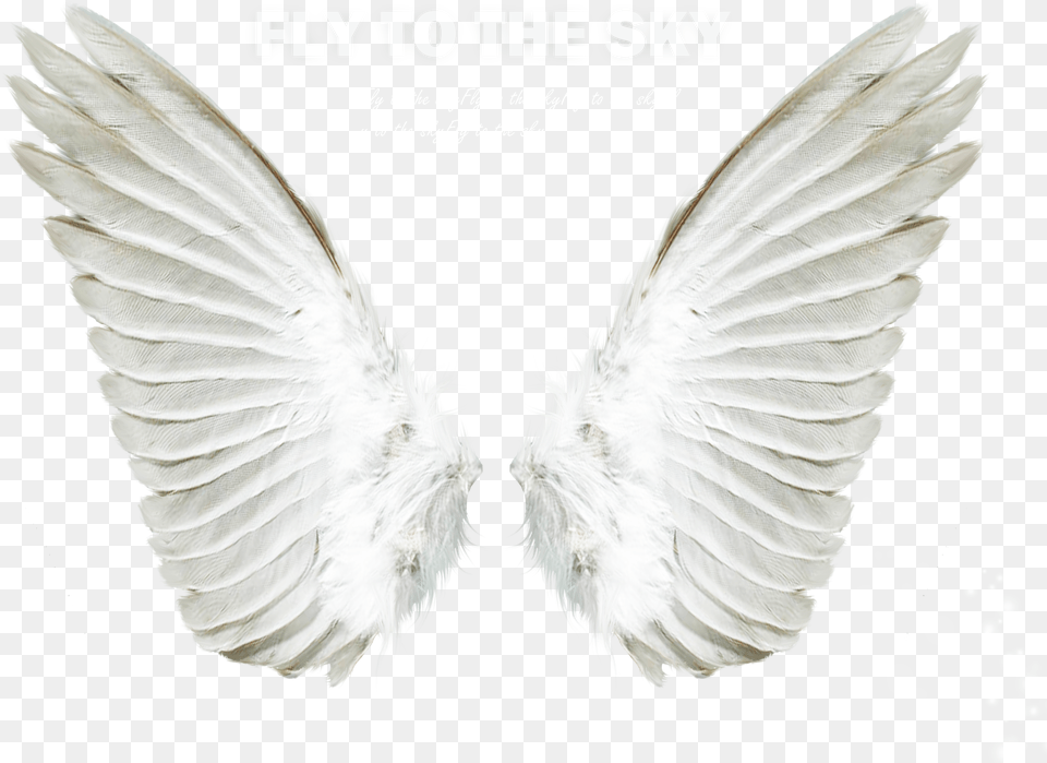 Angel Clip Art White Angel Wings, Animal, Bird Png