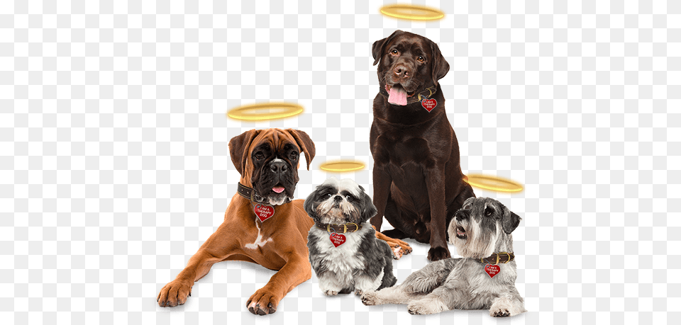 Angel Dog Transparent, Animal, Canine, Mammal, Pet Png