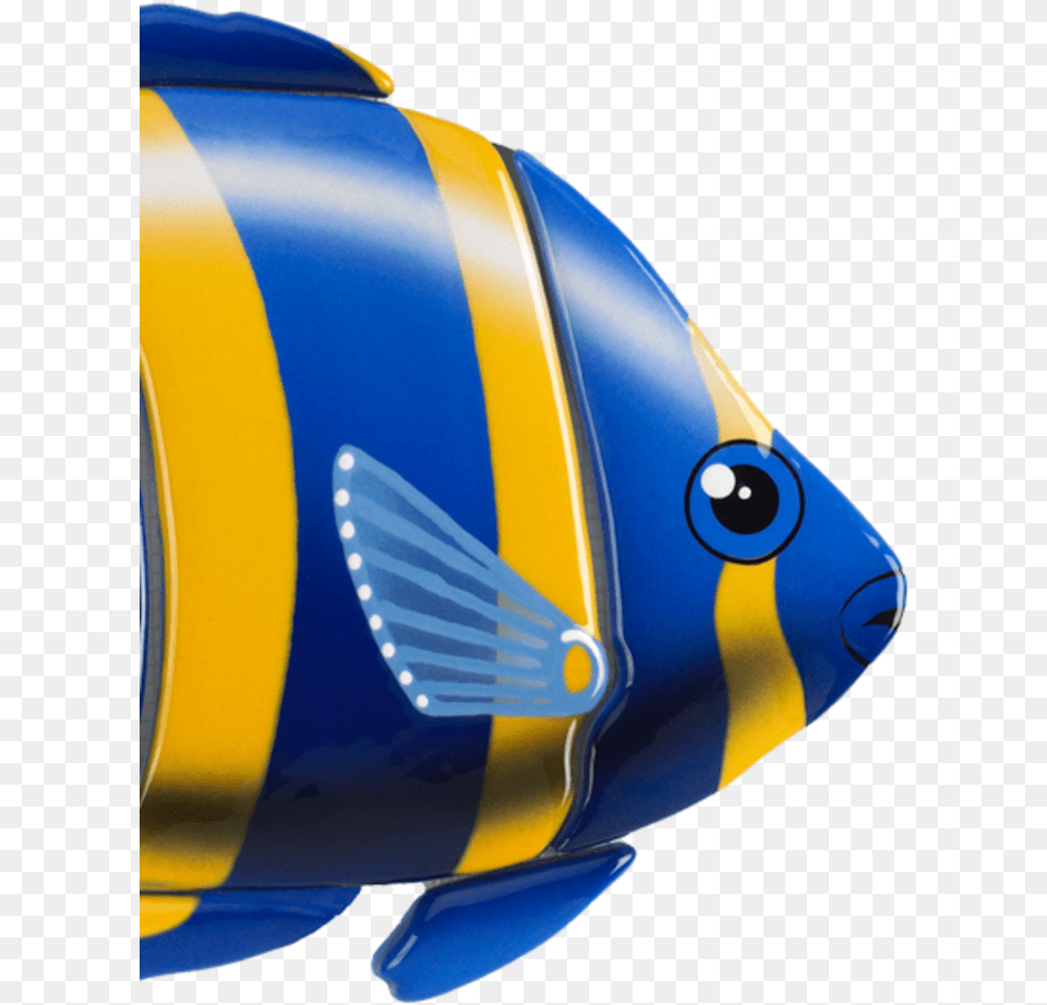 Angel Fish, Angelfish, Animal, Sea Life, Aircraft Free Png