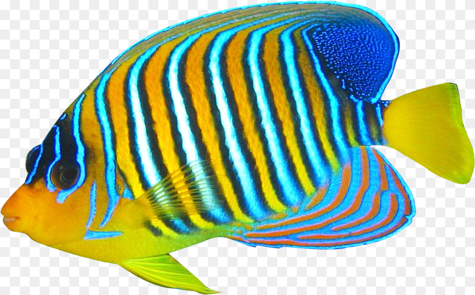 Angel Fish Background Fish, Angelfish, Animal, Sea Life Free Png Download