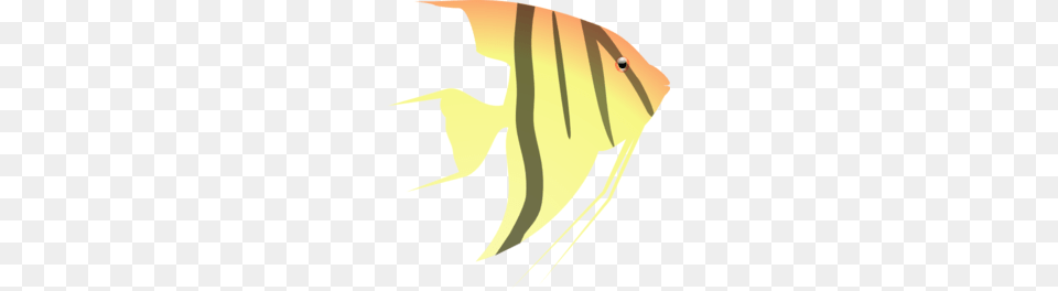 Angel Fish Clipart, Angelfish, Animal, Sea Life, Person Free Png